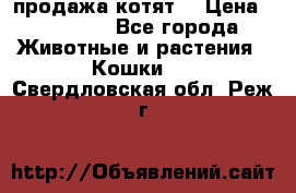 продажа котят  › Цена ­ 15 000 - Все города Животные и растения » Кошки   . Свердловская обл.,Реж г.